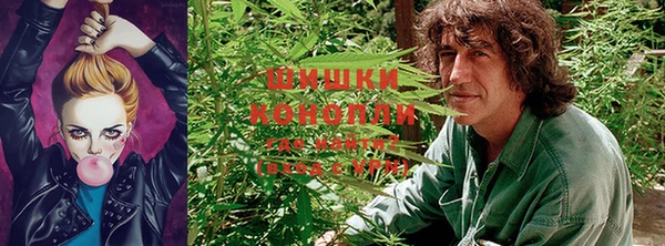 индика Богородицк